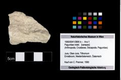 Foto (Objekt + Etikett) von Paguridae indet.  (NHMW-GEO-1990-0041-3895b)